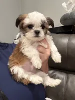 Mister tcup, a male Shih Tzu for sale in Philadelphia, PA – 2 of 4