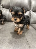 Lexi, a female Yorkshire Terrier for sale in Philadelphia, PA – Photo 3 of 5