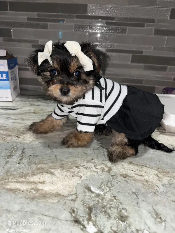 Lexi – Yorkshire Terrier puppy for sale in Philadelphia, PA