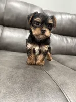 Lexi, a female Yorkshire Terrier for sale in Philadelphia, PA – Photo 2 of 5