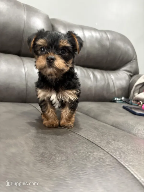 Lexi – Yorkshire Terrier puppy for sale in Philadelphia, PA