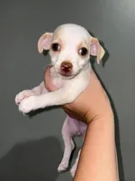 Precious , a female Chihuahua for sale in Philadelphia, PA – 3 of 4