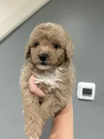 Lavender , a female Poodle - Miniature  for sale in Philadelphia, PA – 3 of 3