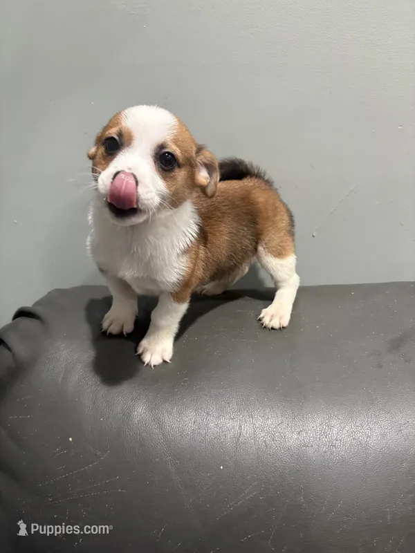 Tito – Pembroke Welsh Corgi, Chihuahua puppy for sale in Philadelphia, PA
