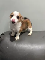 Tito, a female Pembroke Welsh Corgi and Chihuahua for sale in Philadelphia, PA – 1 of 3
