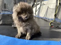 Brindle , a male Pomeranian for sale in Philadelphia, PA – 2 of 9