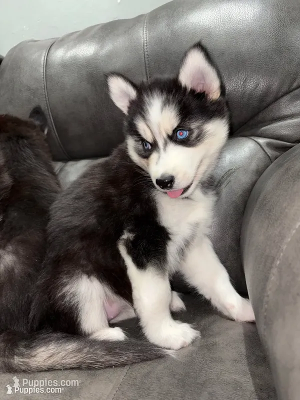 Rora – Siberian Husky puppy for sale in Philadelphia, PA
