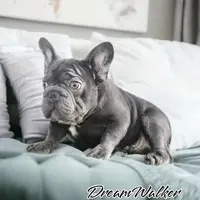 Ropeabella, a female French Bulldog for sale in Philadelphia, PA – Photo 9 of 10