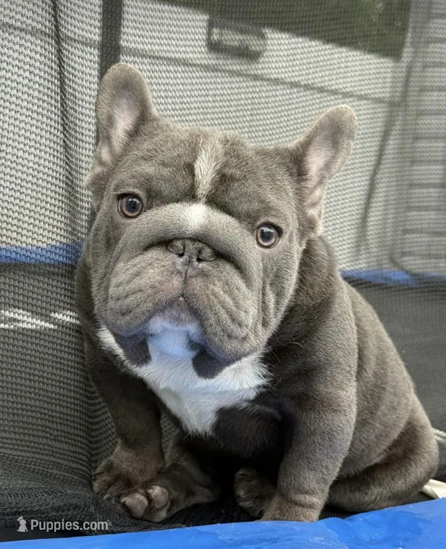 Ropeabella – French Bulldog puppy for sale in Philadelphia, PA