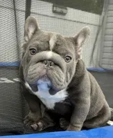 Ropeabella, a female French Bulldog for sale in Philadelphia, PA – 1 of 8