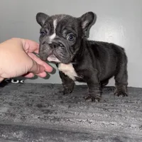 Ropeabella, a female French Bulldog for sale in Philadelphia, PA – Photo 7 of 10