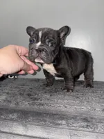 Ropeabella, a female French Bulldog for sale in Philadelphia, PA – Photo 4 of 7