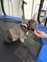 Ropeabella, a female French Bulldog for sale in Philadelphia, PA – Photo 2 of 10