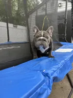 Ropeabella, a female French Bulldog for sale in Philadelphia, PA – 2 of 8