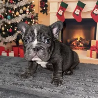 Ropeabella, a female French Bulldog for sale in Philadelphia, PA – Photo 6 of 10