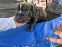 Ropeabella, a female French Bulldog for sale in Philadelphia, PA – Photo 3 of 10
