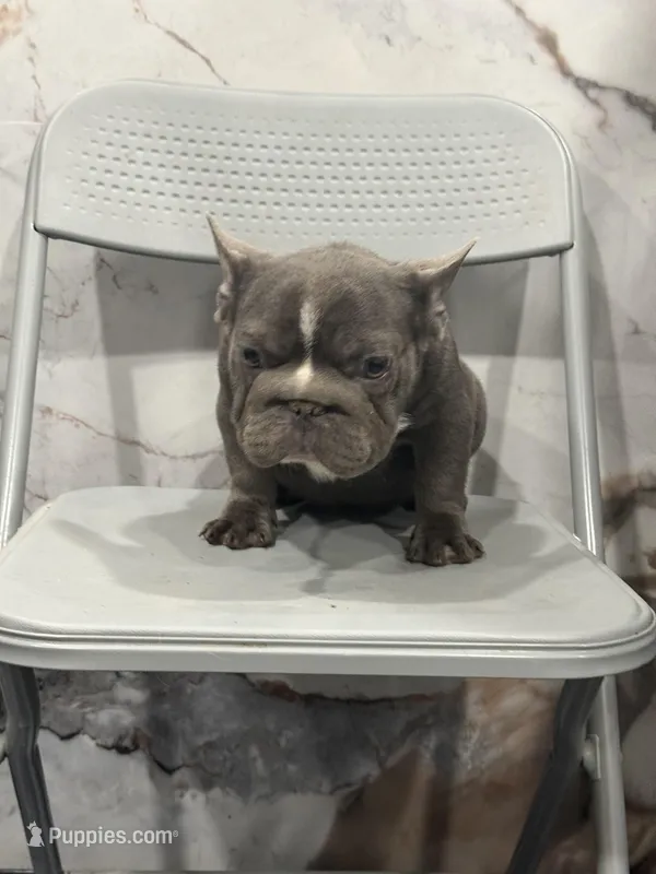 Ropeabella – French Bulldog puppy for sale in Philadelphia, PA