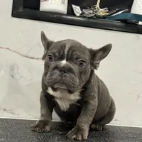 Ropeabella, a female French Bulldog for sale in Philadelphia, PA – Photo 8 of 10