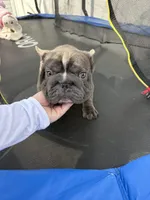 Ropeabella, a female French Bulldog for sale in Philadelphia, PA – Photo 1 of 10