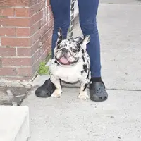 Ropeabella, a female French Bulldog for sale in Philadelphia, PA – Photo 10 of 10