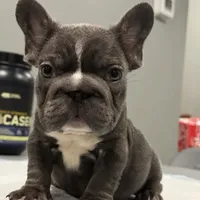 Ropeabella, a female French Bulldog for sale in Philadelphia, PA – Photo 5 of 10