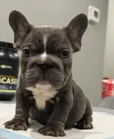 Ropeabella, a female French Bulldog for sale in Philadelphia, PA – Photo 1 of 7