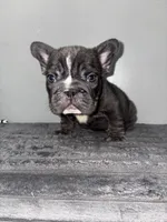 Ropeabella, a female French Bulldog for sale in Philadelphia, PA – Photo 3 of 7