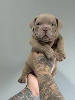 Blaze , a male American Bully for sale in Philadelphia, PA – Photo 2 of 3
