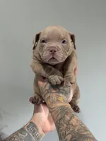 Blaze , a male American Bully for sale in Philadelphia, PA – Photo 3 of 3