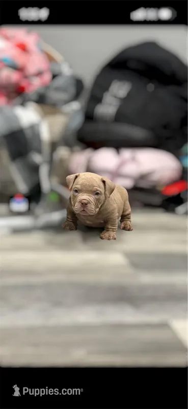 Blaze  – American Bully puppy for sale in Philadelphia, PA