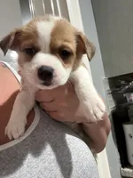 Myles, a female Pembroke Welsh Corgi and Chihuahua for sale in Philadelphia, PA – 2 of 3