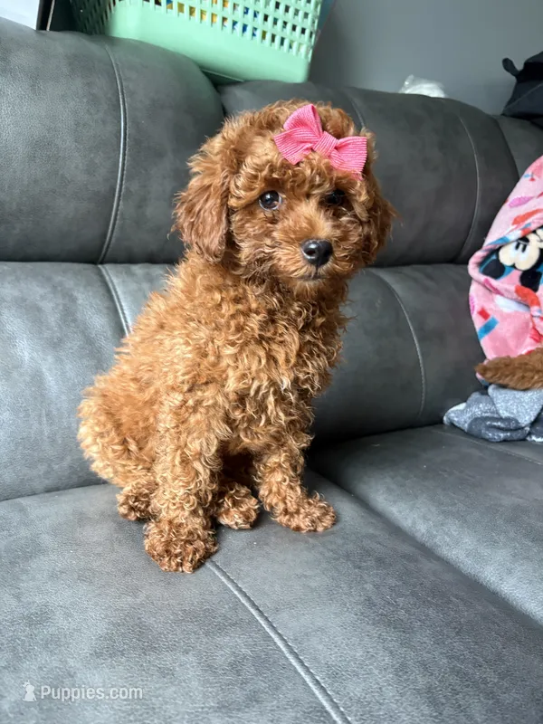 Lila – Poodle - Miniature  puppy for sale in Philadelphia, PA