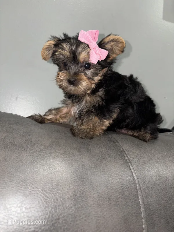 Jayla – Yorkshire Terrier puppy for sale in Philadelphia, PA