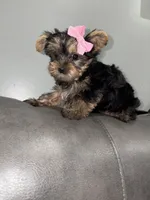 Jayla, a female Yorkshire Terrier for sale in Philadelphia, PA – 1 of 3