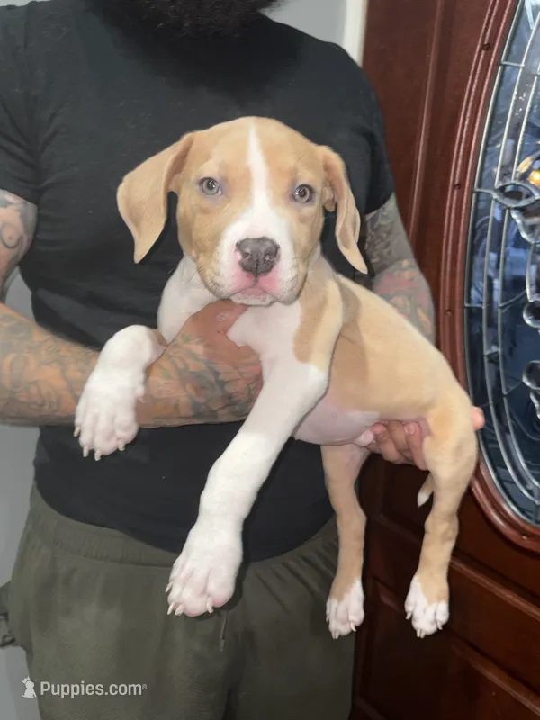 Merle Marley  – American Pit Bull Terrier puppy for sale in Philadelphia, PA