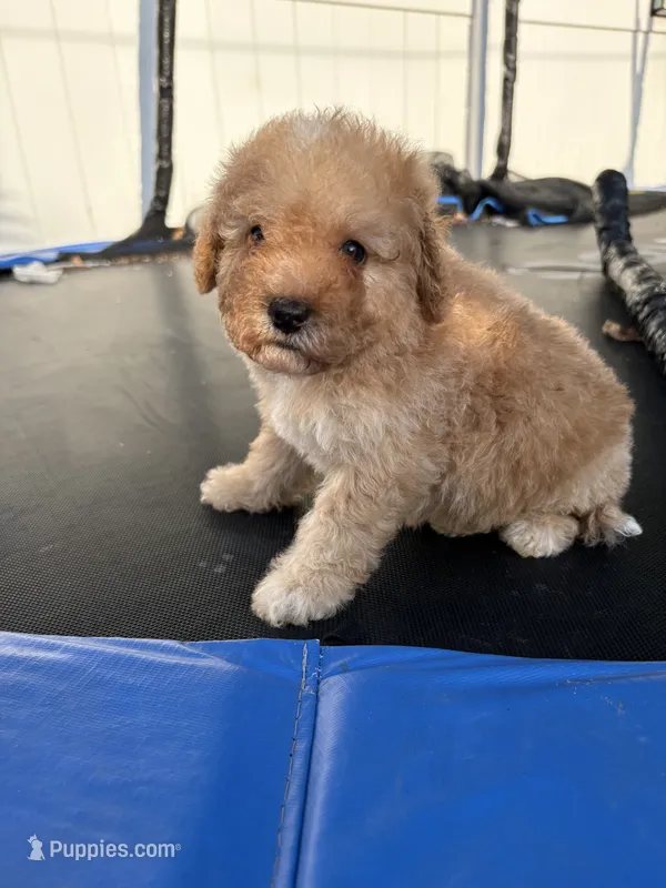 Muncy – Poodle - Miniature  puppy for sale in Philadelphia, PA