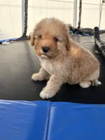 Muncy, a male Poodle - Miniature  for sale in Philadelphia, PA – 1 of 3