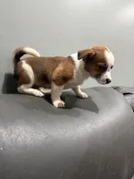 Tito, a female Pembroke Welsh Corgi and Chihuahua for sale in Philadelphia, PA – 2 of 3
