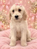 Lexy, a female Goldendoodle for sale in Philadelphia, PA – 1 of 1