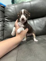 Toots, a male Chihuahua for sale in Philadelphia, PA – 2 of 4