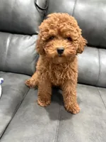 Lila, a female Poodle - Miniature  for sale in Philadelphia, PA – 7 of 7