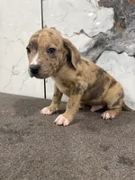 Tinder, a male American Bully and American Pit Bull Terrier for sale in Philadelphia, PA – 4 of 6