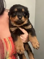 Royal, a female Rottweiler for sale in Philadelphia, PA – 2 of 6