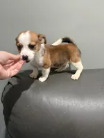 Tito, a female Pembroke Welsh Corgi and Chihuahua for sale in Philadelphia, PA – 3 of 3
