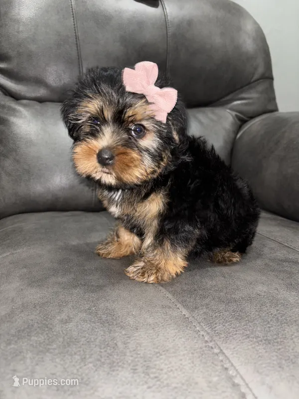 Nova  – Yorkshire Terrier puppy for sale in Philadelphia, PA