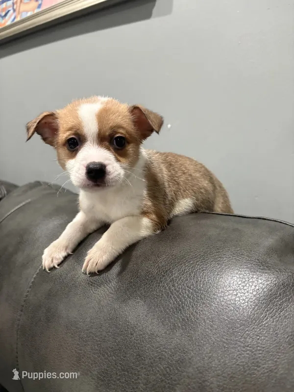 Myles – Pembroke Welsh Corgi, Chihuahua puppy for sale in Philadelphia, PA