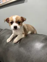 Myles, a female Pembroke Welsh Corgi and Chihuahua for sale in Philadelphia, PA – 4 of 8