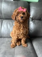 Lila, a female Poodle - Miniature  for sale in Philadelphia, PA – 2 of 3