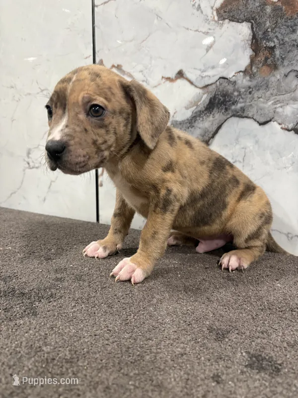 Tinder – American Bully puppy for sale in Philadelphia, PA