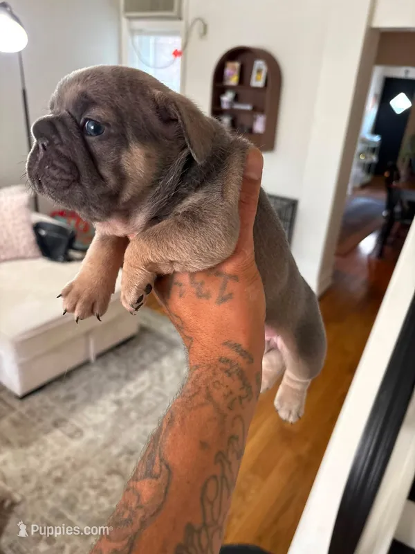 Poo – French Bulldog puppy for sale in Philadelphia, PA